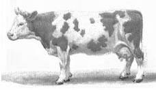 �������������� ������ �����