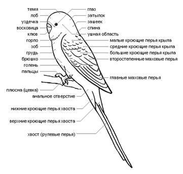 ��������: parrot.gif