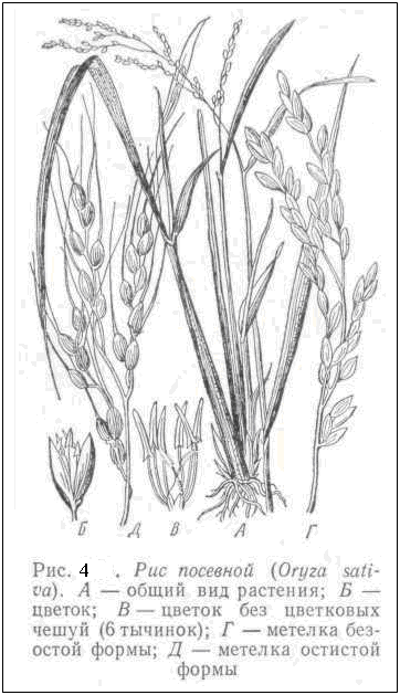 �������:  