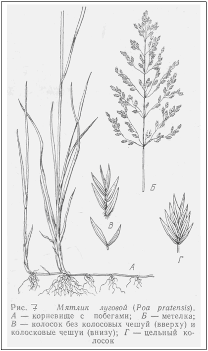 �������:  