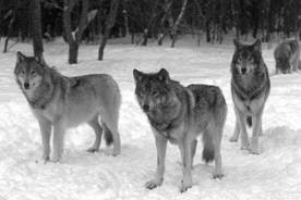 ��������: http://www.ecosystema.ru/01welcome/articles/piskunov/011.jpg