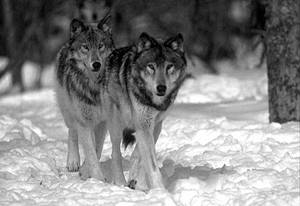 ��������: http://www.ecosystema.ru/01welcome/articles/piskunov/012.jpg