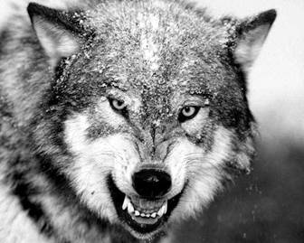 ��������: http://www.ecosystema.ru/01welcome/articles/piskunov/015.jpg