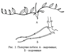 �������� ������