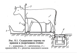 Курсовая работа по теме Технология кормления и содержания стельных и сухостойных коров