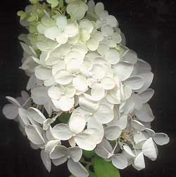 ��������� �����������