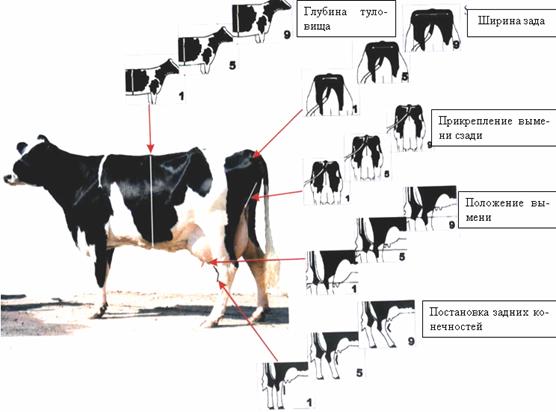 Курсовая работа по теме Оценка быков-производителей по качеству потомства